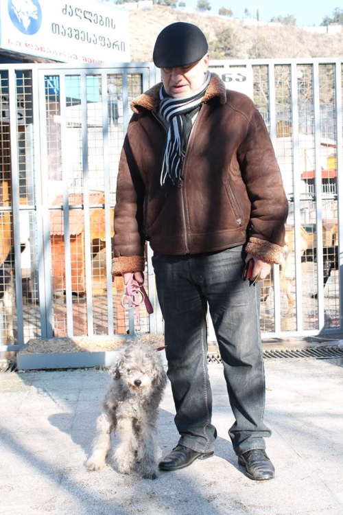 პუდელი ლედი