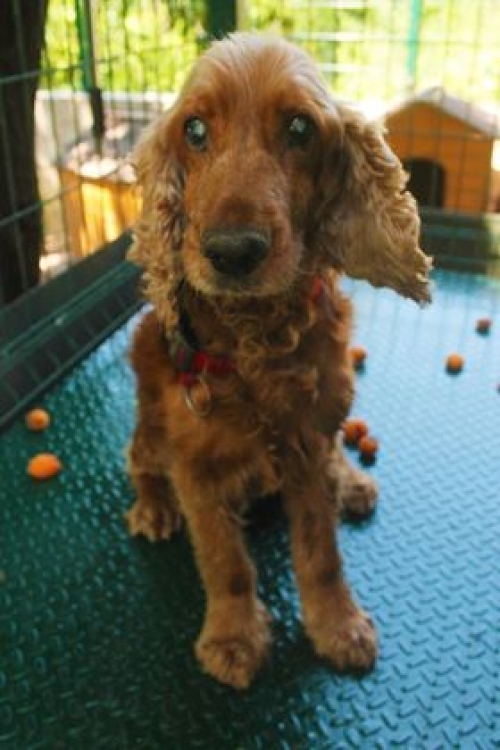 კოკერსპანიელი უსახელო