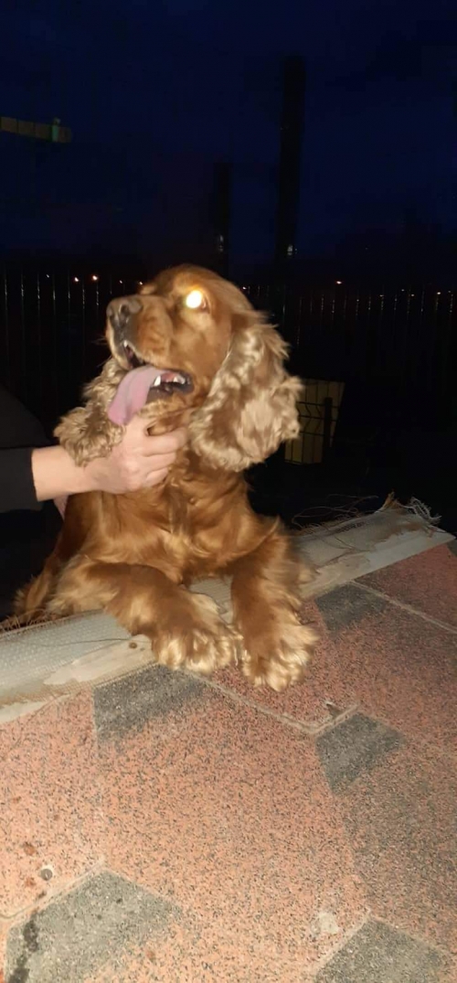 კოკერსპანიელი უსახელო