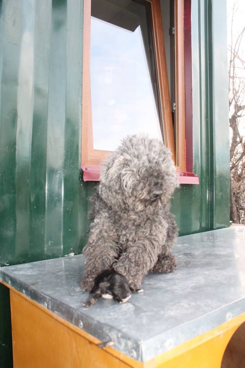 პუდელი ლუსი