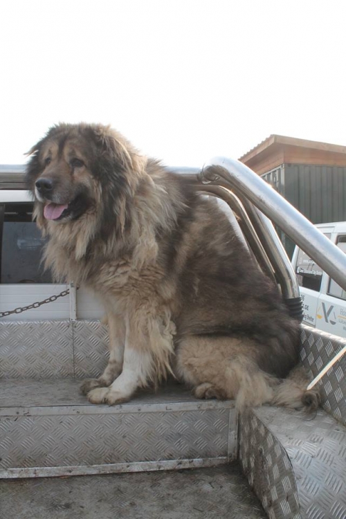 კავკასიური ნაგაზი როკო