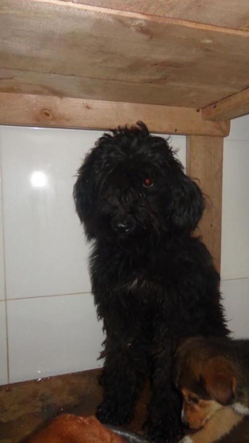 პუდელი უსახელო