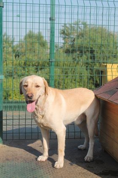 ლაბრადორი ბაქსი