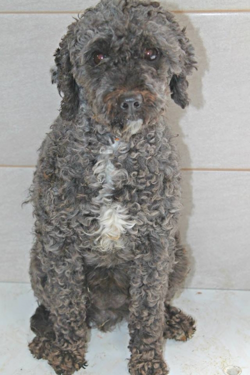 პუდელი იჩკი