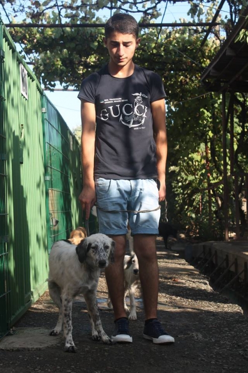 სეტერი უსახელო