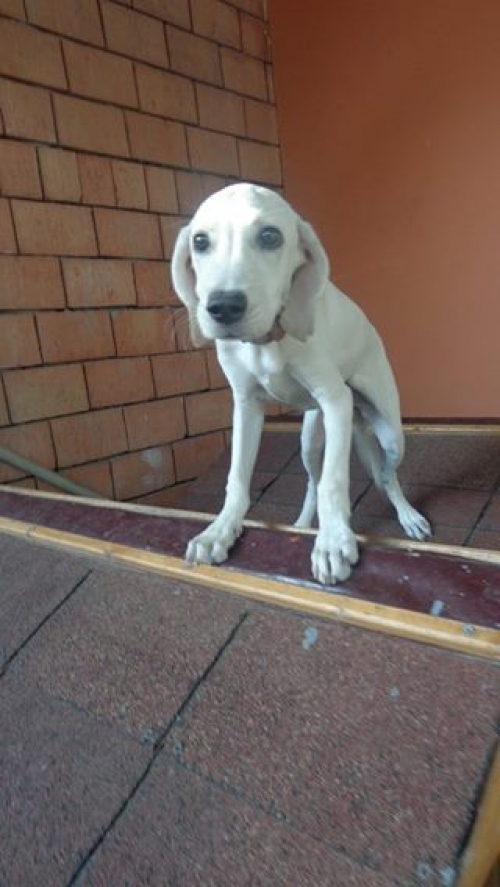 ლაბრადორი მიკი