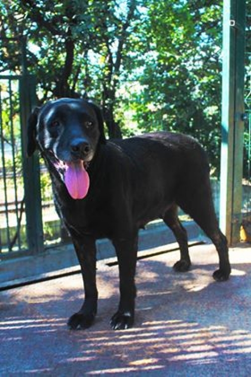 ლაბრადორი უსაზხელო