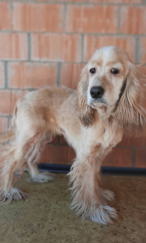 კოკერსპანიელი ლუსი