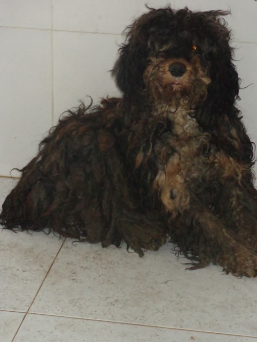 პუდელი უსახელო