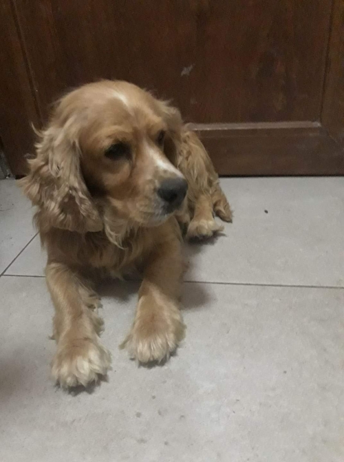 კოკერსპანიელი თბ. ზღვა