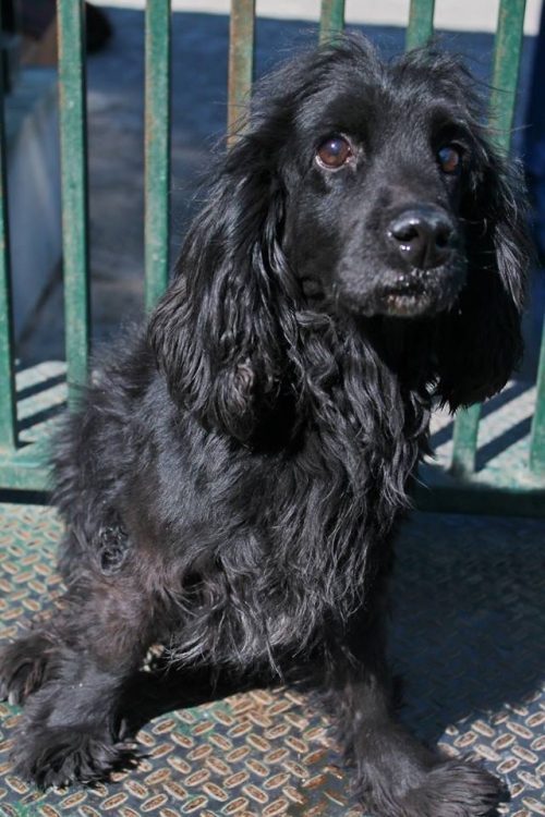 კოკერსპანიელი ტოტო