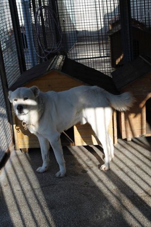 კავკასიური ნაგაზი ბასა