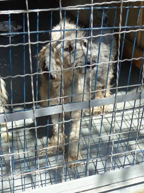 პუდელი უსახელო