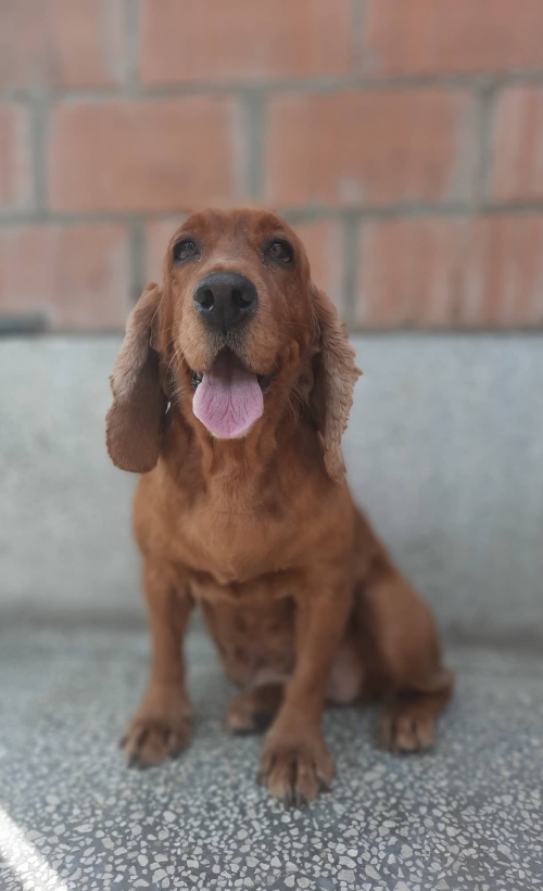 კოკერსპანიელი დიდ დიღომში იპოვა