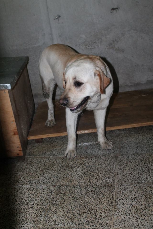 ლაბრადორი ბაქსი