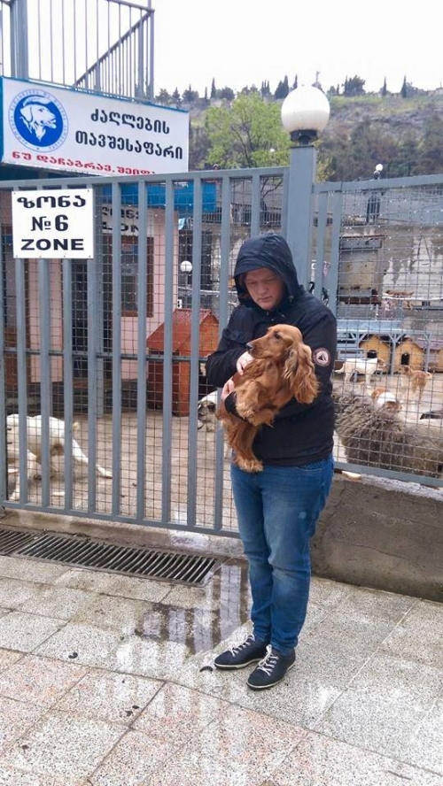 კოკერსპანიელი ჯესი