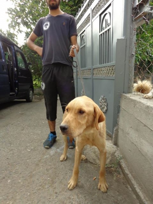 ლაბრადორი ჩარლი