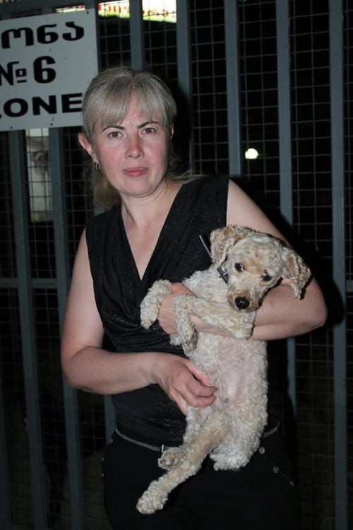 პუდელი ოქსი