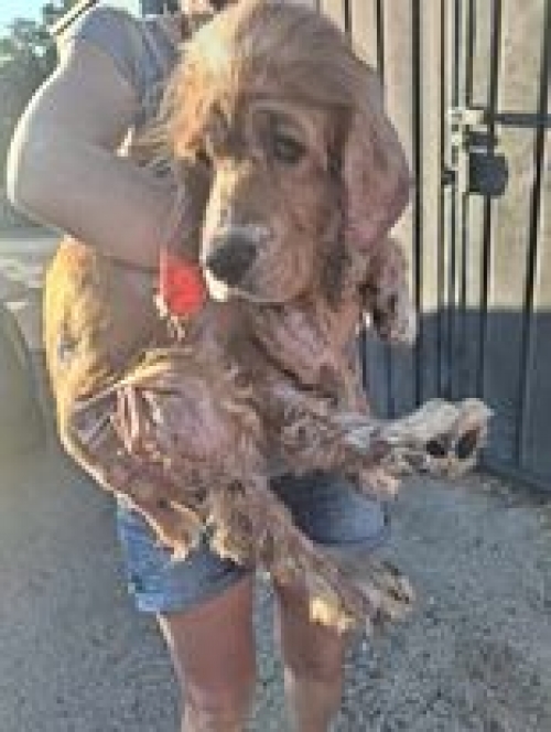 კოკერსპანიელი შინდისი