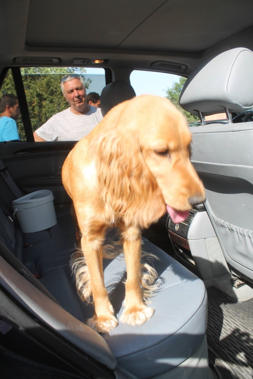 კოკერსპანიელი ბეკი