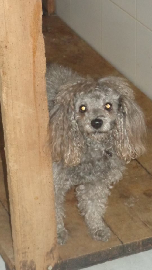 პუდელი ჩიკო