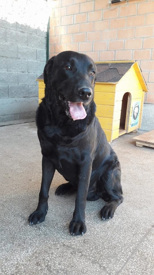 ლაბრადორი როი