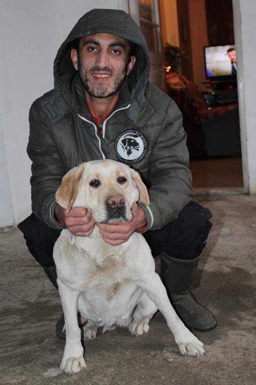 ლაბრადორი გრინგა