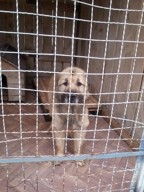 კავკასიური ნაგაზი ბეტო