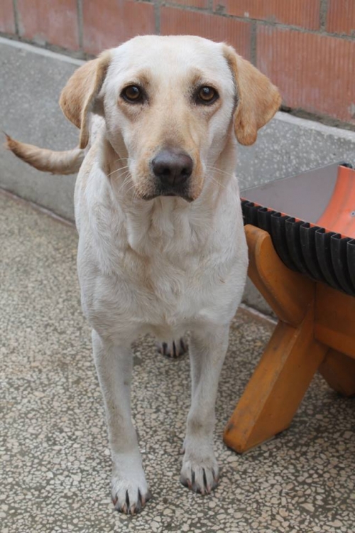 ლაბრადორი უსახელო