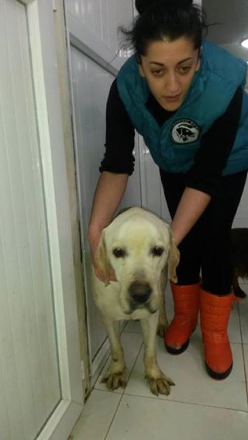 ლაბრადორი უსახელო