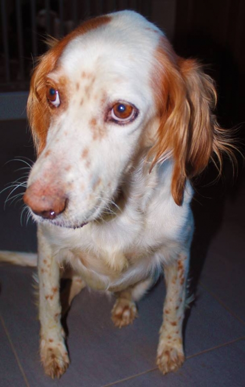 სეტერი უსახელო