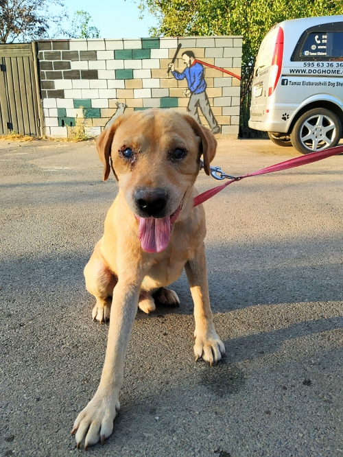 ლაბრადორი წნორის რაიონი სოფ. საკობო