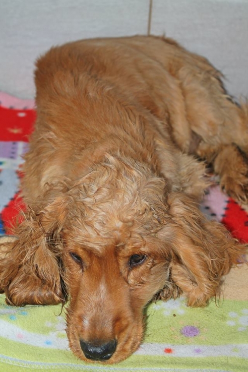 კოკერსპანიელი კოკი