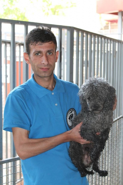 პუდელი უსახელო