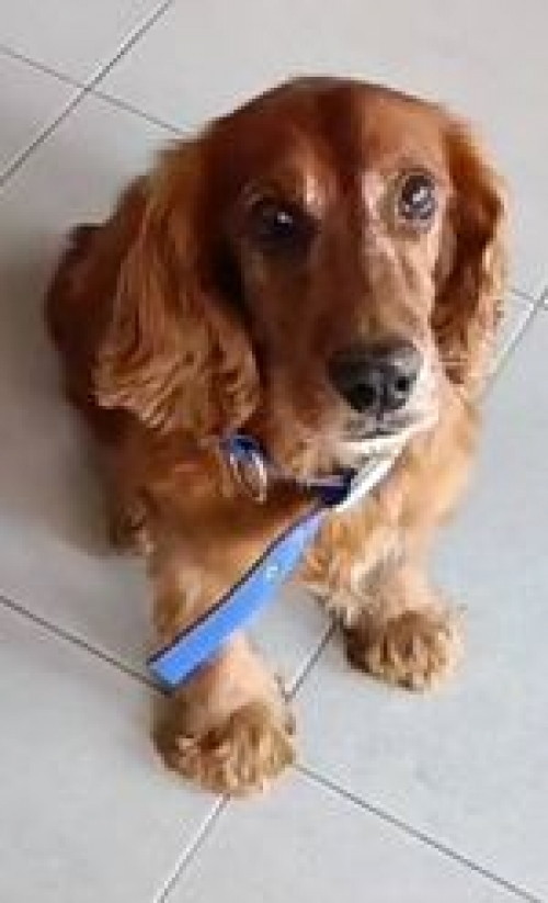 კოკერსპანიელი კიკვიძეს ბაღი