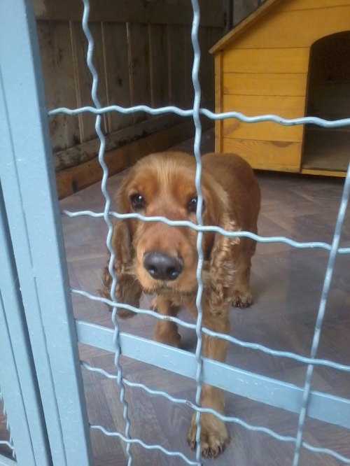 კოკერსპანიელი კოკი