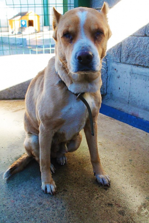 პიტბულის მეტისი უსახელო