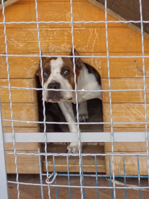 სტაფი ჯერი