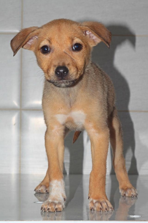 პიტბულის მეტისი უსახელო