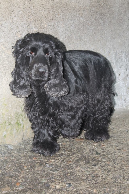 კოკერსპანიელი უსახელო