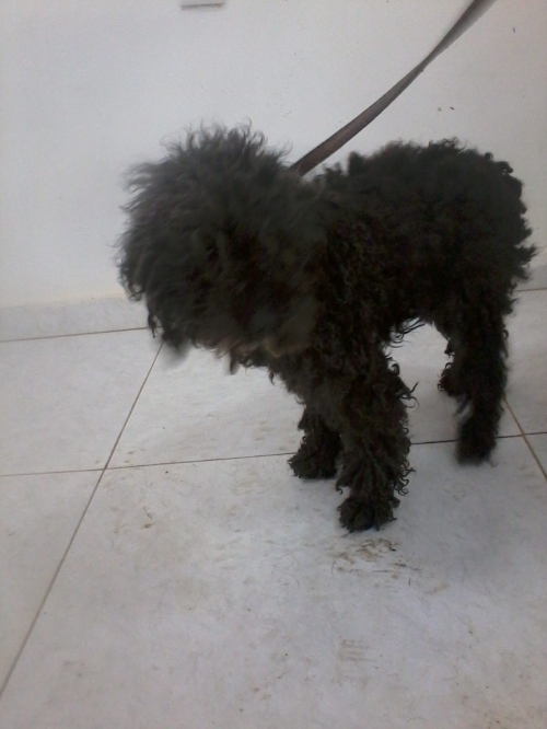 პუდელი უცნობი