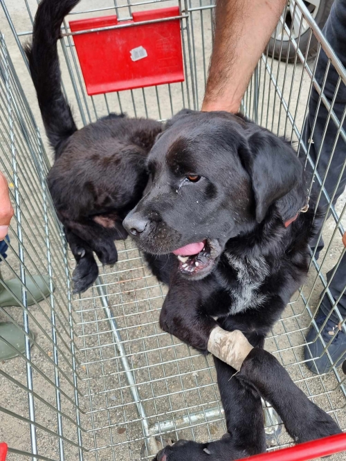 ლაბრადორი თემქა ზღვის უბანი ,, რექსი,,