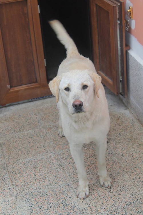 ლაბრადორი უსახელო