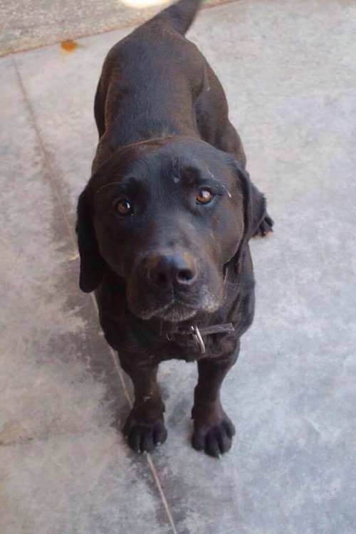 ლაბრადორი უსახელო