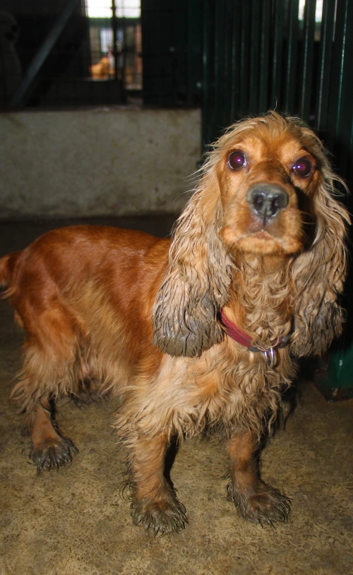 კოკერსპანიელი უსახელო