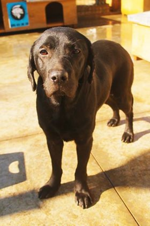 ლაბრადორი უსახელო