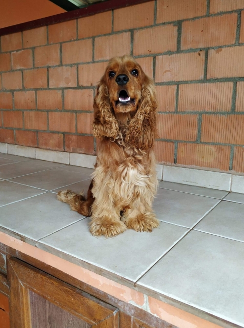 კოკერსპანიელი მოლი