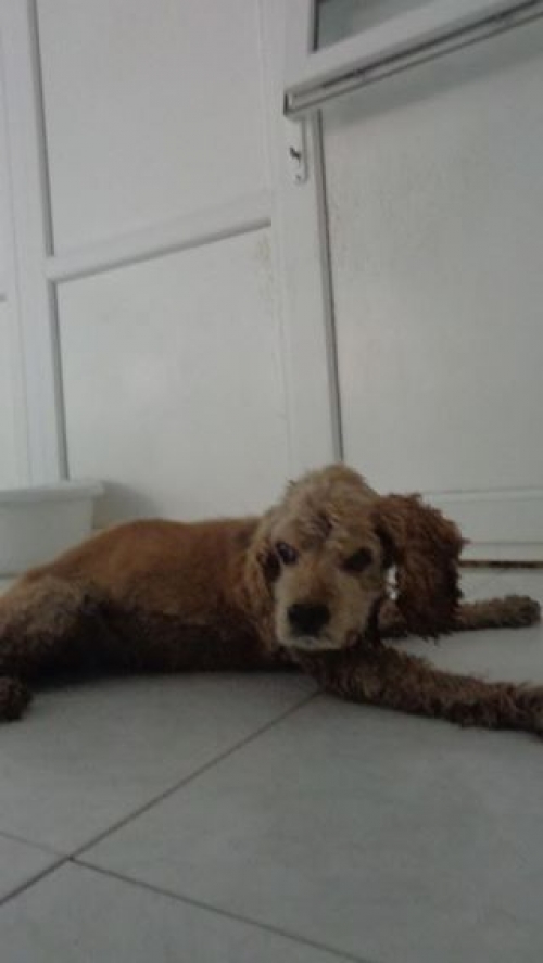 კოკერსპანიელი უსახელო