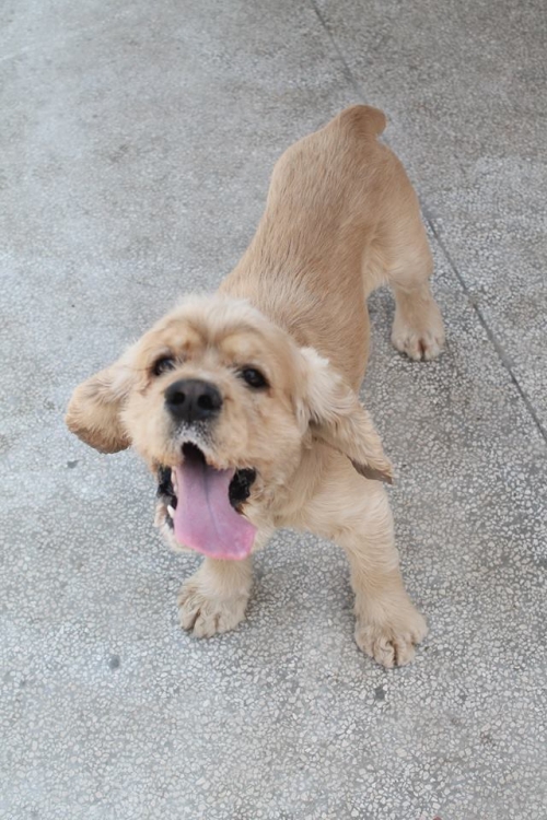 კოკერსპანიელი კრისტოფერი