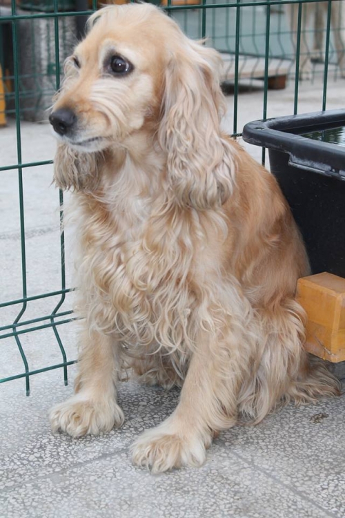 კოკერსპანიელი ლუსი